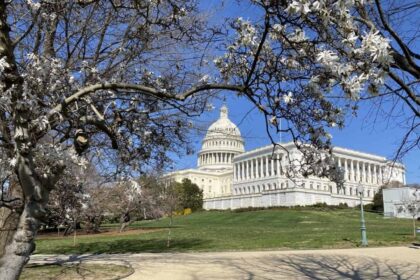 A photo of the us capitol building behind a flowering tree.