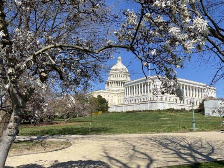 A photo of the us capitol building behind a flowering tree.