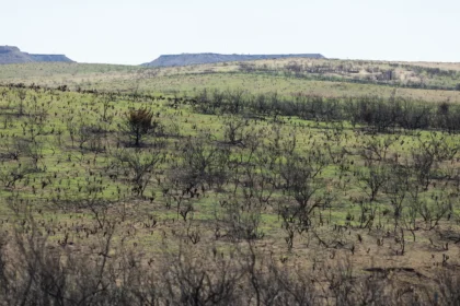 Green grass grows around plants and trees scorched by Smokehouse Creek wildfire on April 3 near Canadian. “The lands recover faster than the people,” said Janet Guthrie, a Canadian resident who raises cattle in Hemphill County.