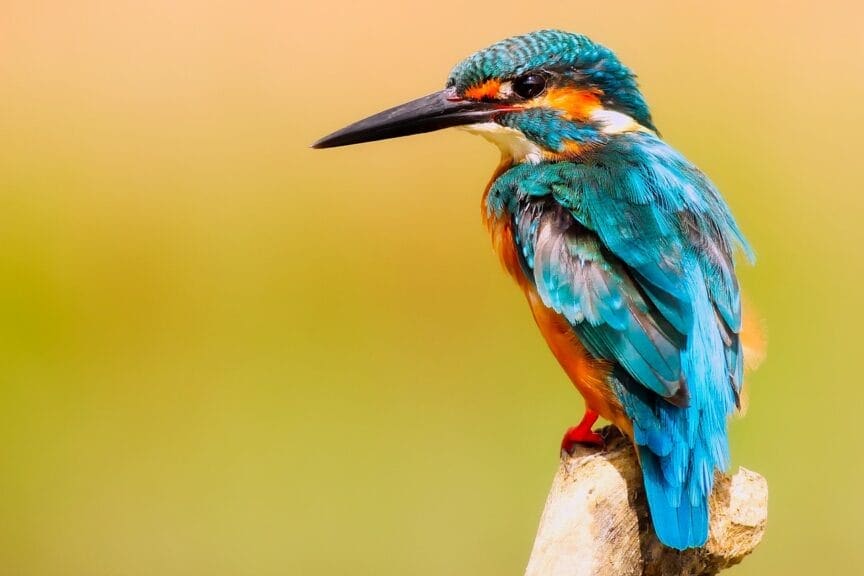 Environmental activities for kids. Kingfisher bird