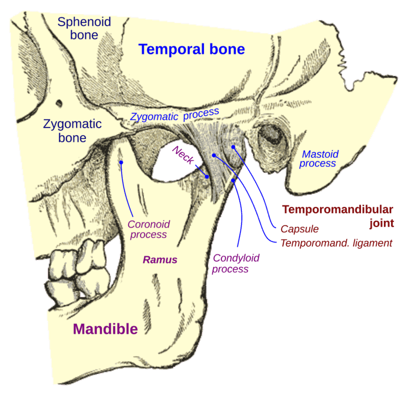 TMJ anatomy illustration
