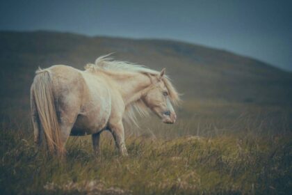 White horse in an open field