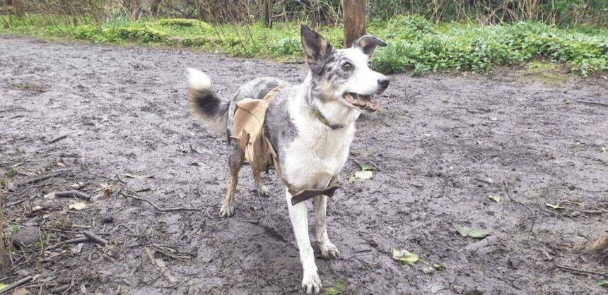 Doggy bags packed with seeds on dogs to rewind nature reserve