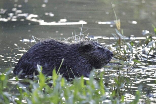 A baby beaver in the water