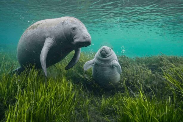 Manatees in the ocean