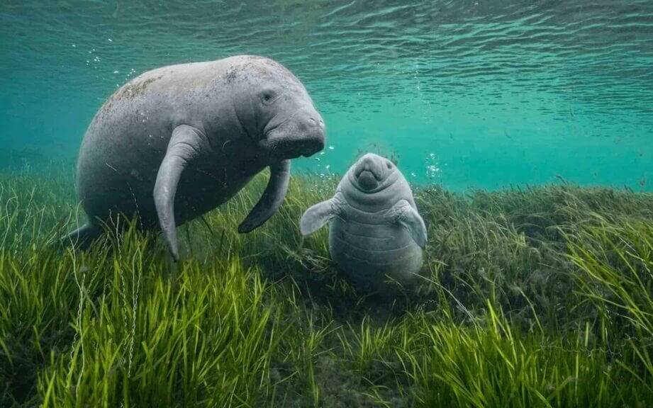 Manatees in the ocean