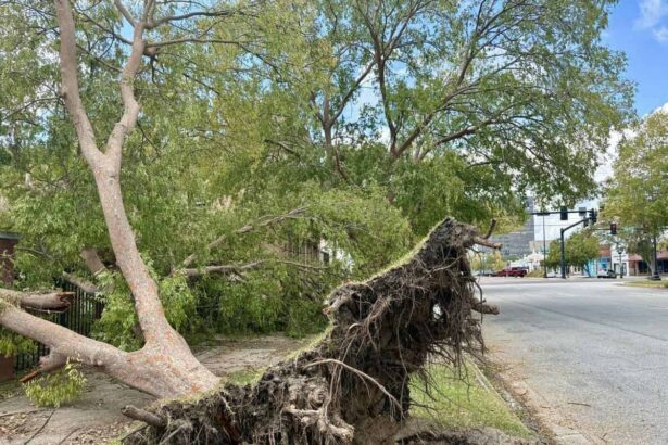 A fallen tree due to high winds in georgia