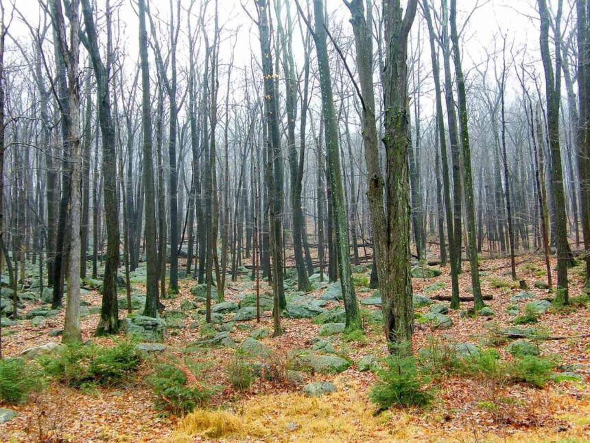 Trees in the misty dead forest