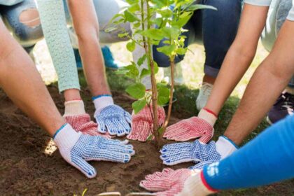 A group of people planting a tree