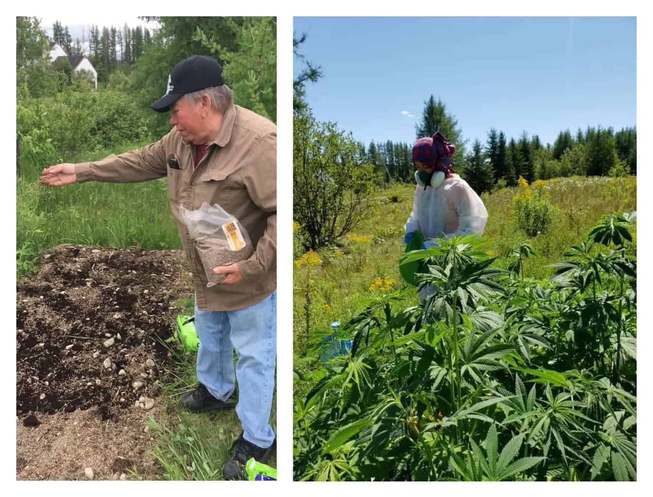 Planting greenery on polluted lands