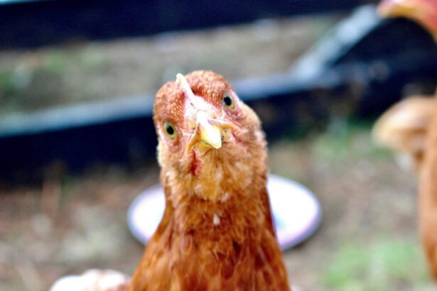 Brown chicken looks straight into the camera