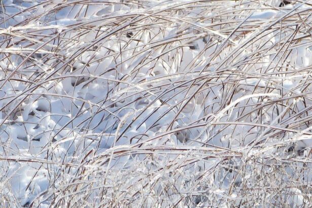A bush with ice and snow covering it