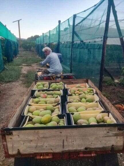 man driving mango filled cart Man driving a cart full of mangos