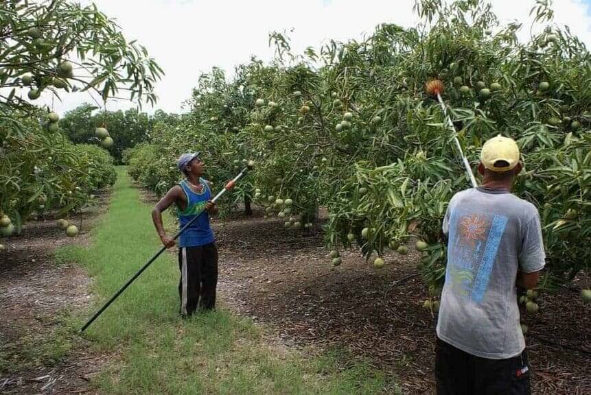 mango farm workers Mangos mango farm workers