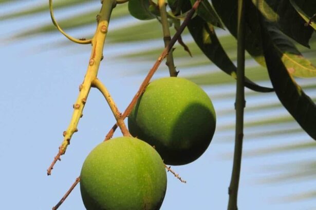 Mangos hanging on a tree.