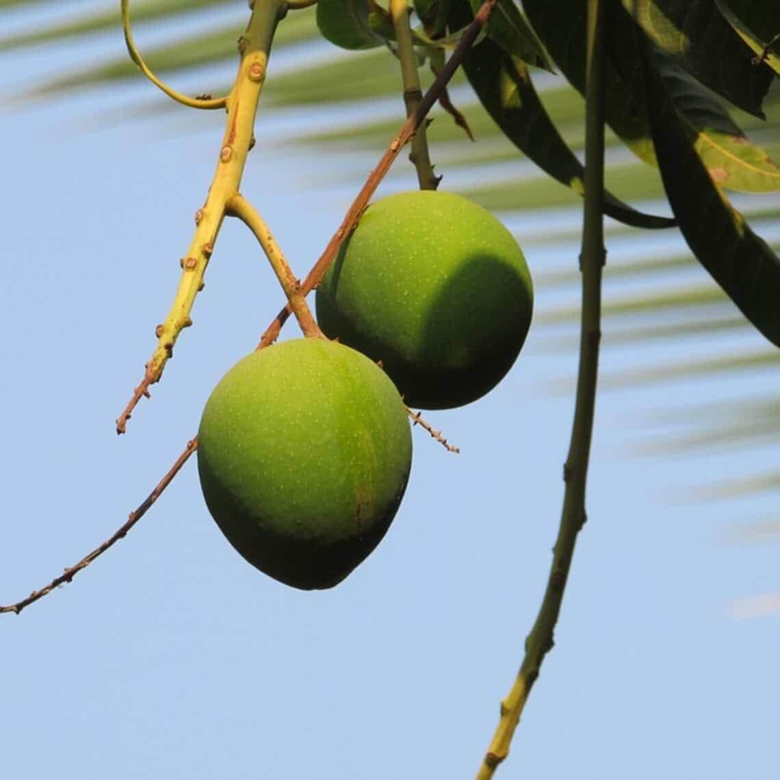 Mangos hanging on a tree.