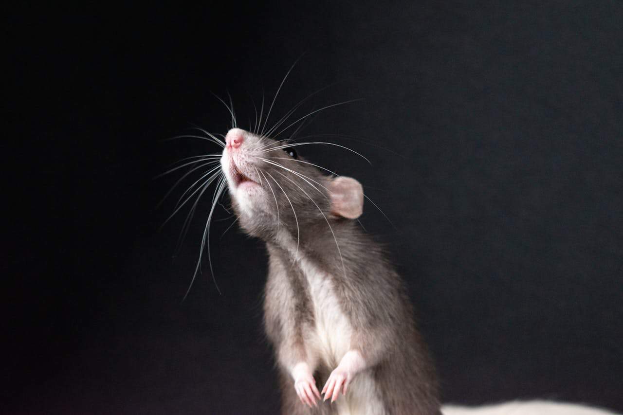Rats