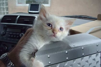 House cats with bird flu A sick kitten with runny eyes common in upper respiratory infections