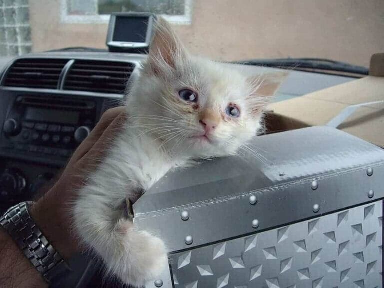 House cats with bird flu a sick kitten with runny eyes common in upper respiratory infections