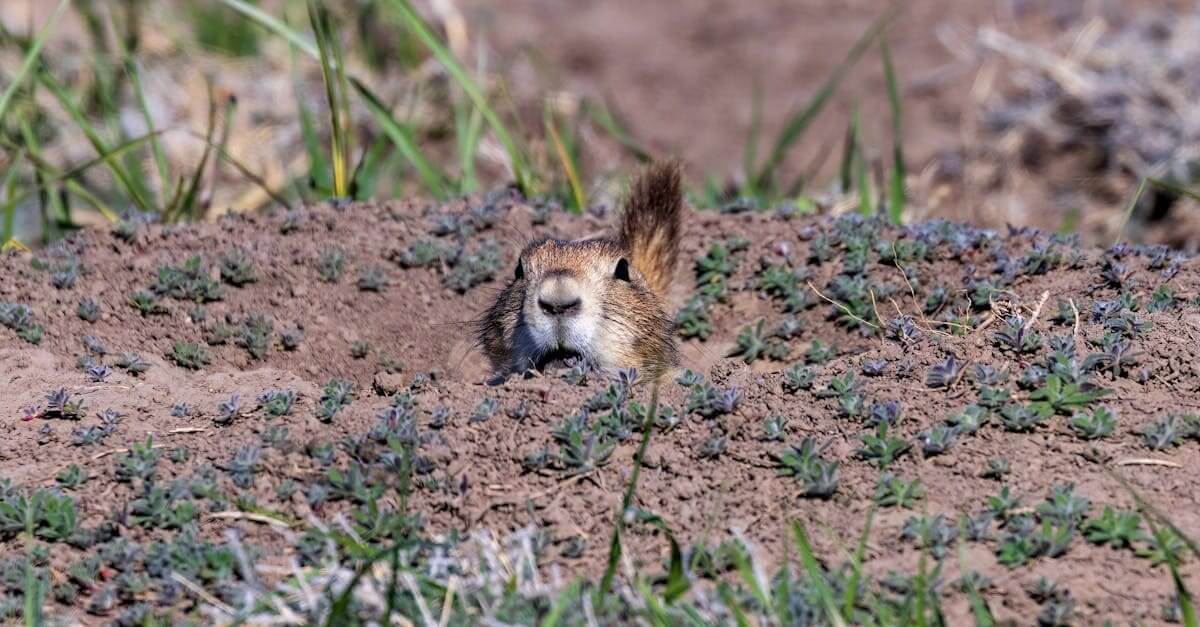 A black-tailed prairie dog peeking out of its burrow in prairie habitat.