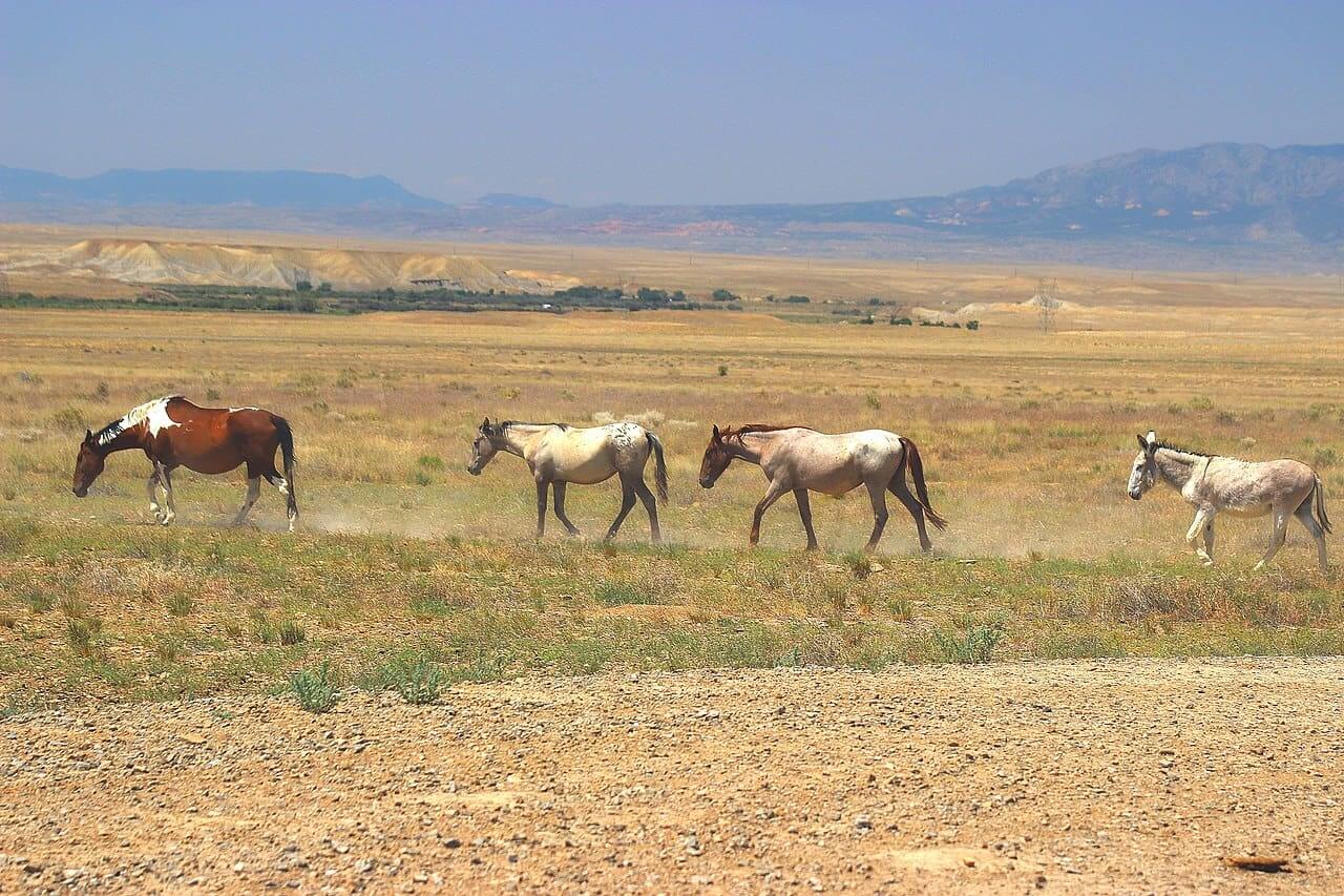 Thpos protect tribal lands like this one, with wild horses roaming the area
