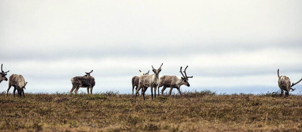 Alaskan caribou