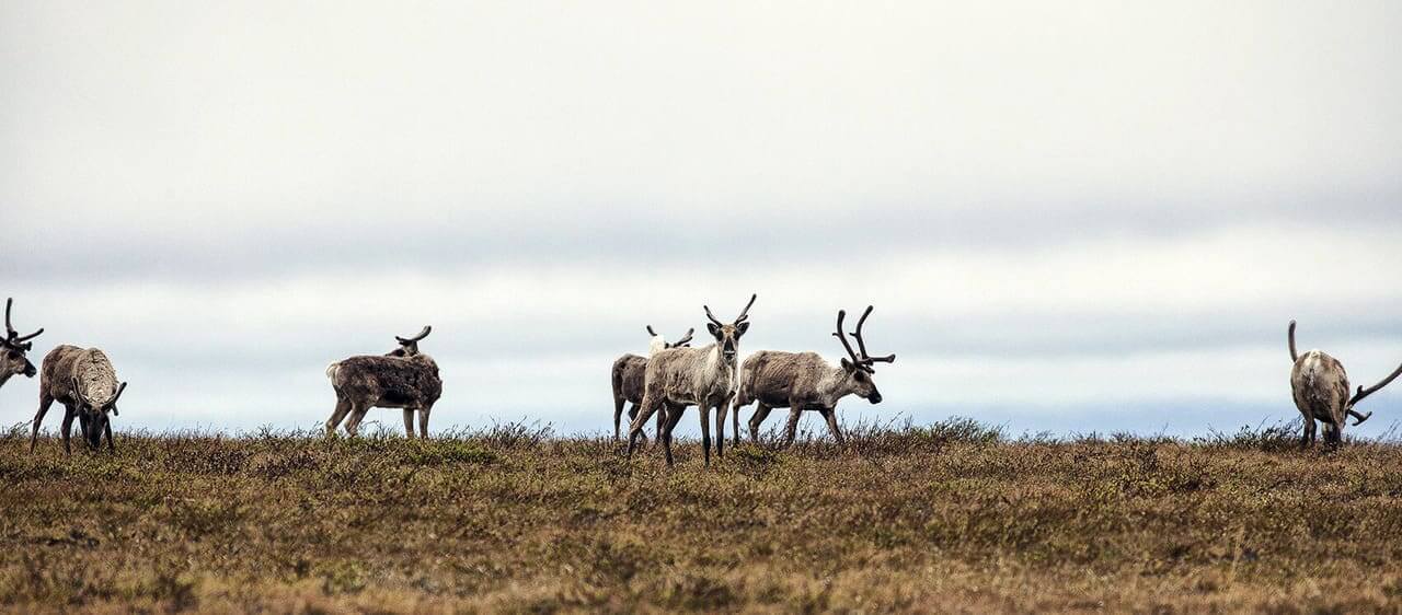 Alaskan caribou