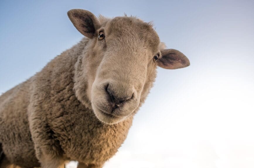 Sheep looking down at the camera