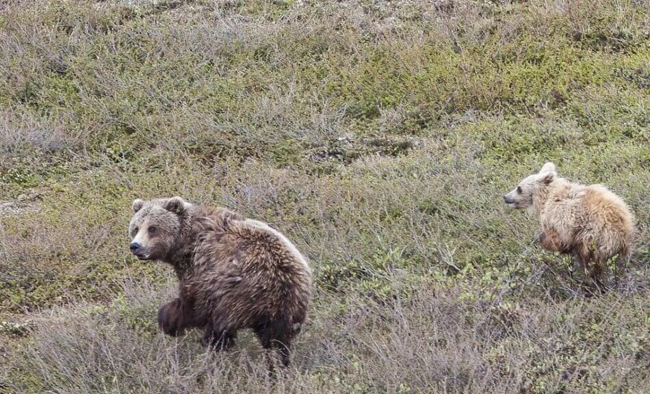 Brown bears Alaska National Petroleum Reserve
