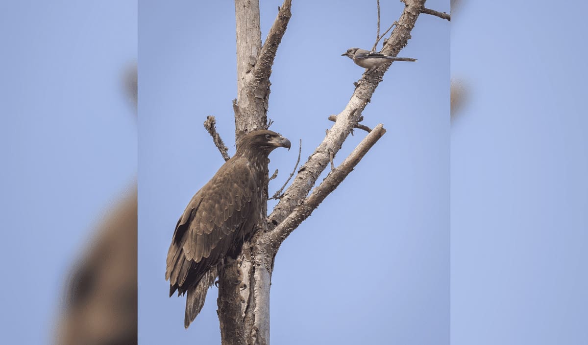 Bald eagle population in georgia