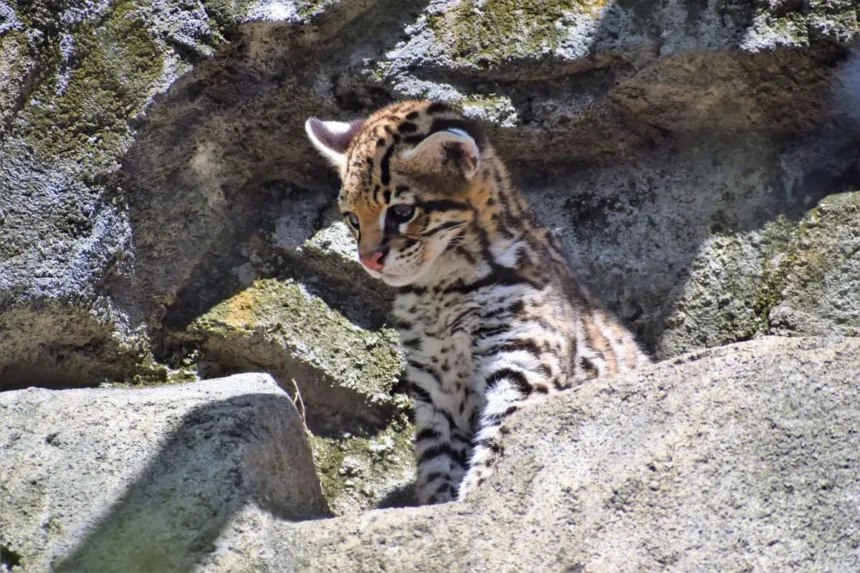 Baby ocelet, an endangered species that lives in the wildlife refuge