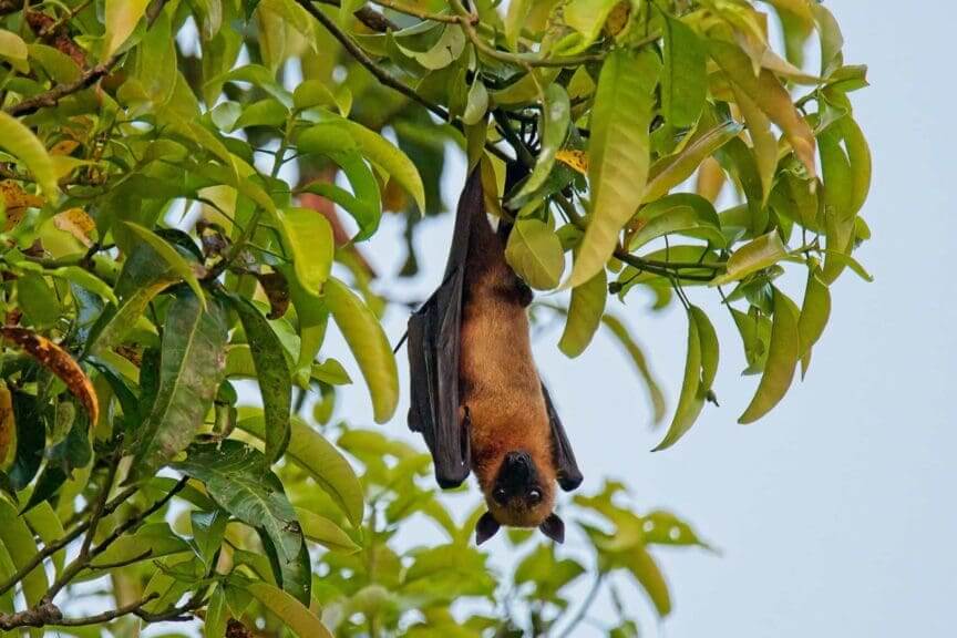 fruit bat nipah virus A fruit bat hanging in a tree. They carry the nipah virus.