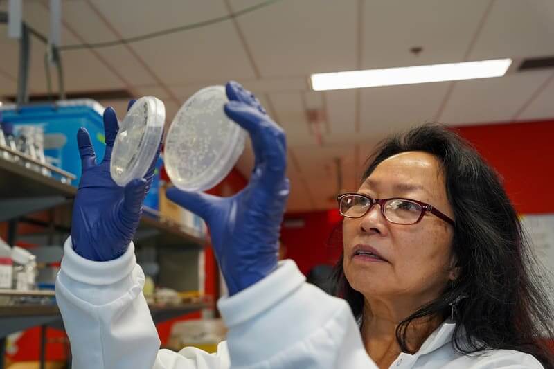 A female scientist looking at petri dishes