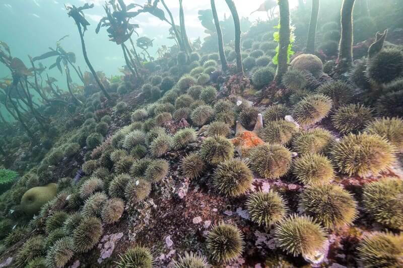 sea urchins Huge group of sea urchins litter the ocean floor.