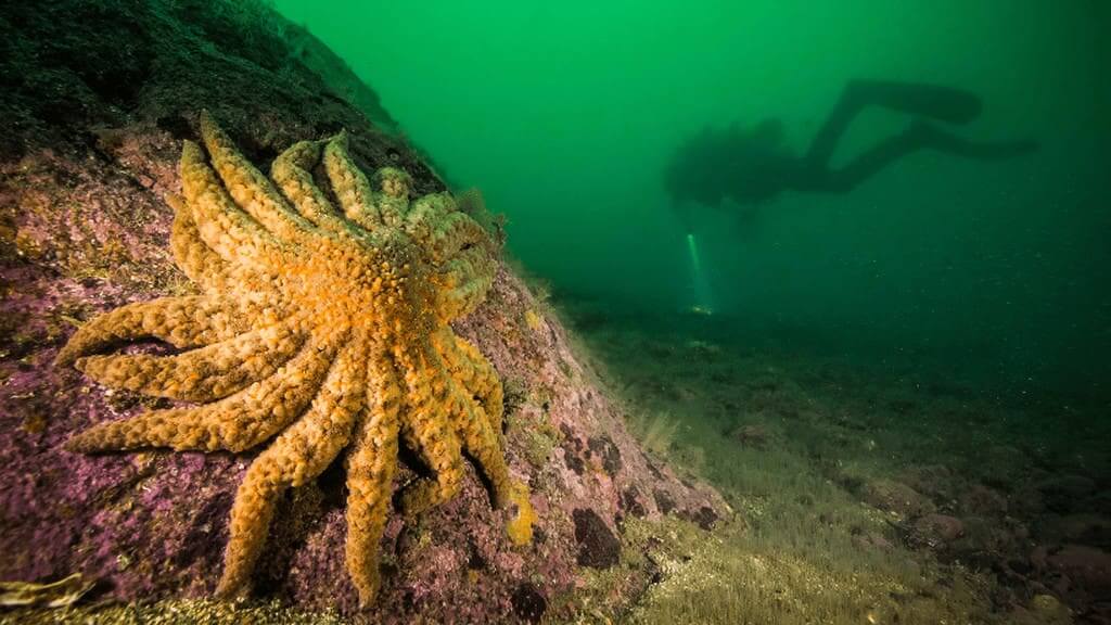 The Sunflower Sea Star almost went extinct after the Starfish die-offs hit their population.