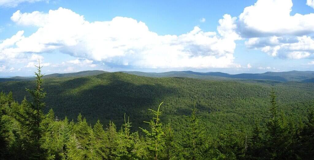 Vermont forest tries new model of growth: diversity and logging