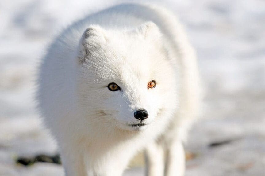 An arctic fox