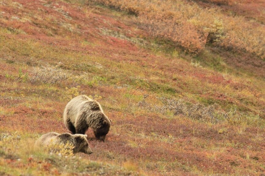 Bears in alaska