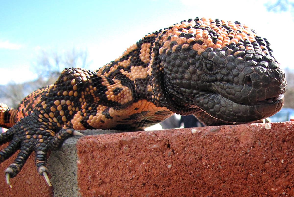 Gila monster