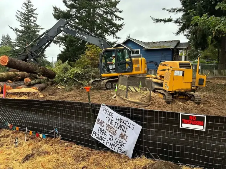 Trees being cut down