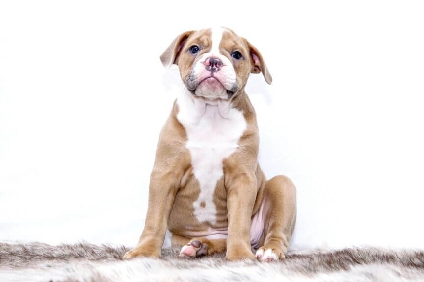 Our love for pets like this adorable puppy would unite us against a dictator