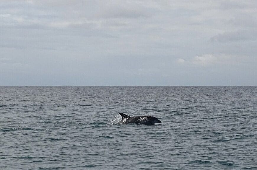 Dolphins swimming in plettenberg bay