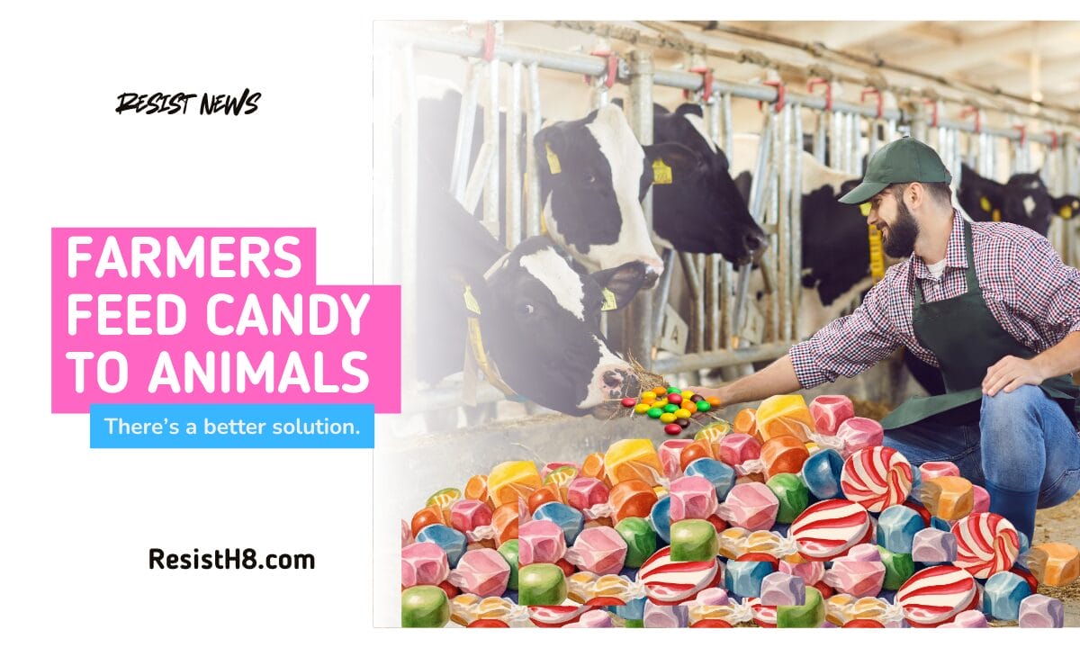 Farmers feed candy waste to animals