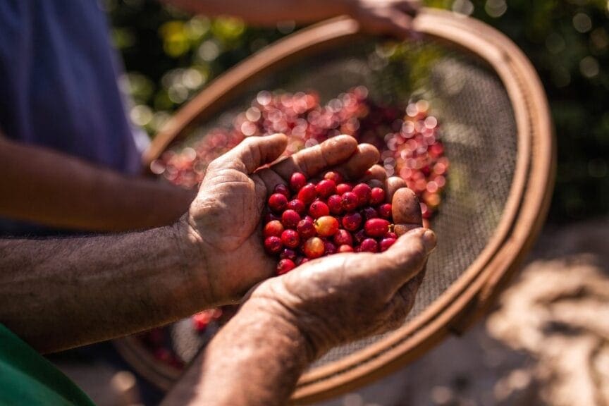 Brazilian coffee