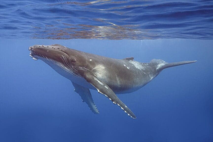 Humpback whale calf swimming in the ocean
