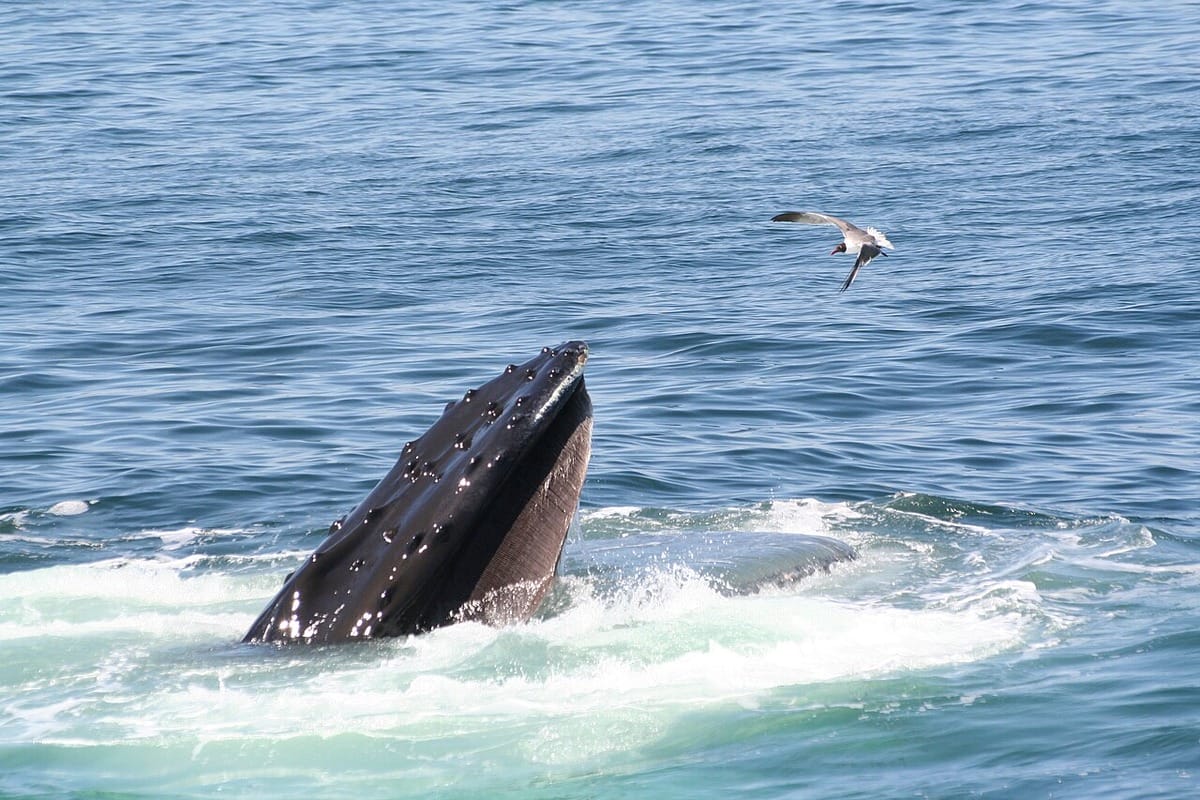 Humpback whale coming out of the water