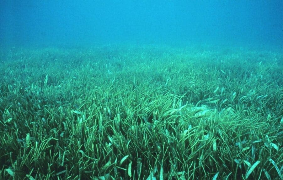 View of a seagrass meadow