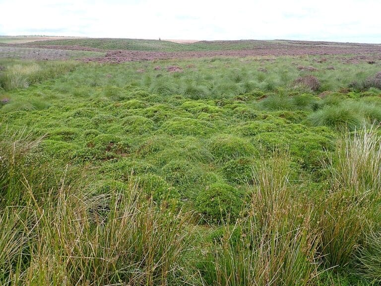 Peat and Sphnagum moss