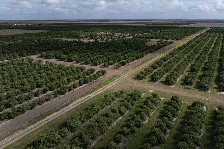 Citrus farms in texas need water.
