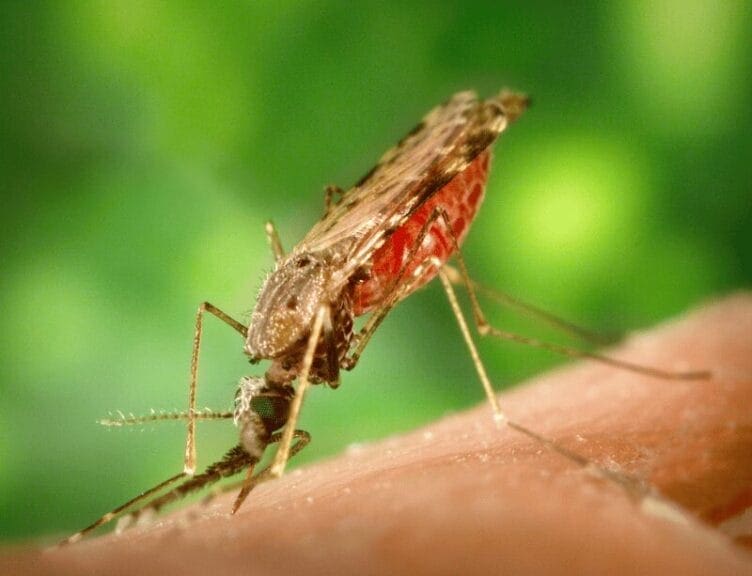 A mosquito biting a person’s arm. Malaria